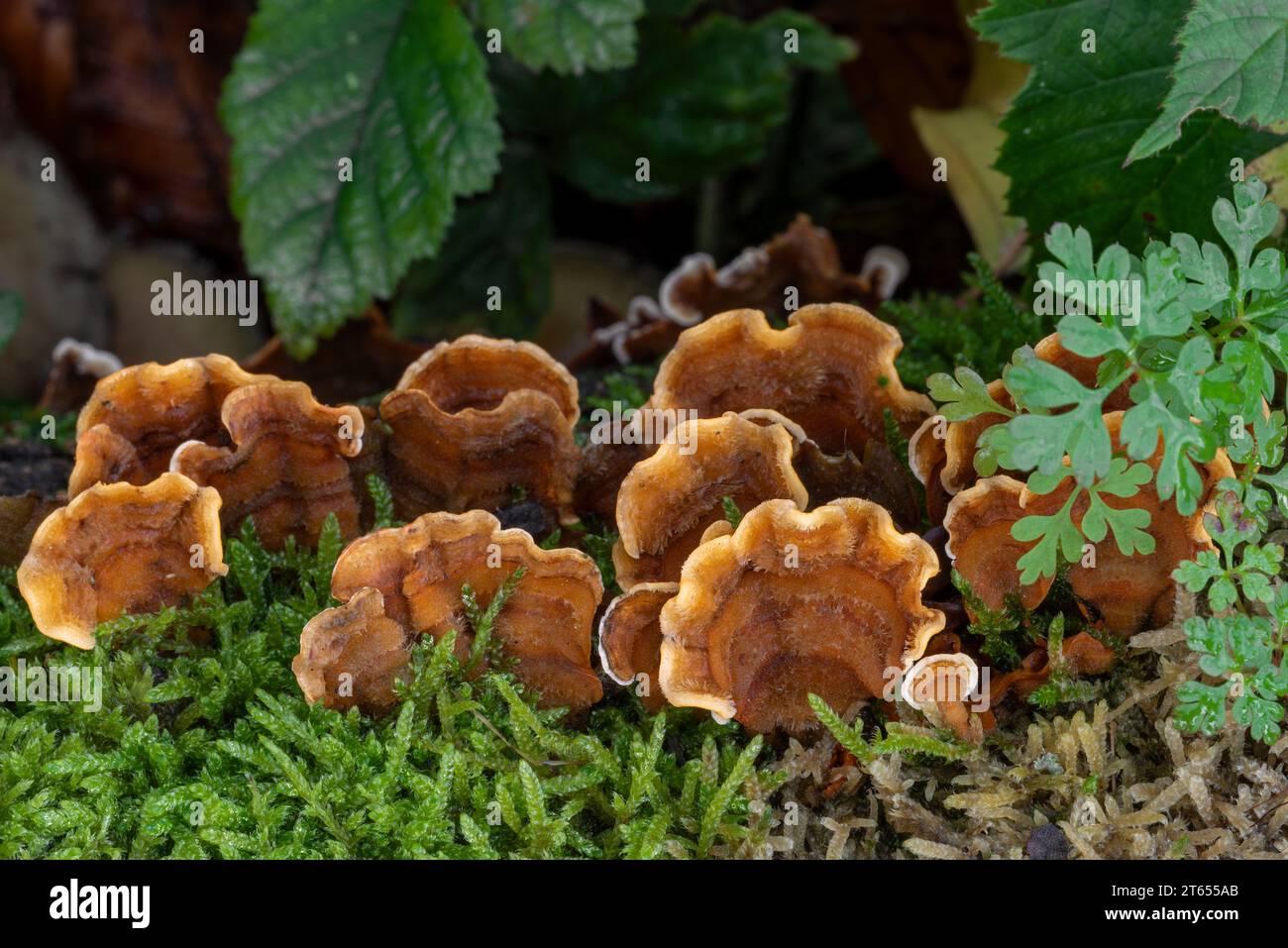 False turkey tail / hairy curtain crust (Stereum hirsutum / Helvella acaulis) growing on dead wood in autumn forest Stock Photo