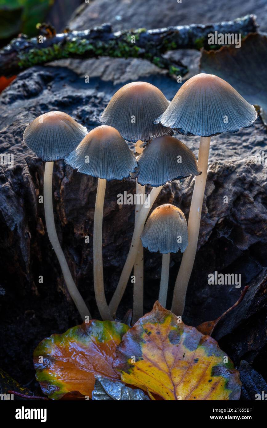 Mica cap / glistening inky cap / shiny cap (Coprinellus micaceus / Agaricus micaceus / Coprinus micaceus) on rotten tree stump in autumn forest Stock Photo