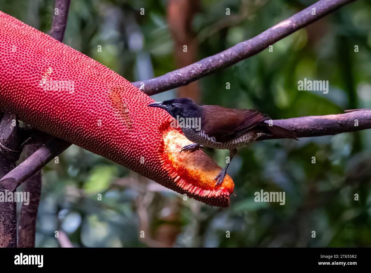 Vogelkop Lophorina or Lophorina niedda is a species of bird in the