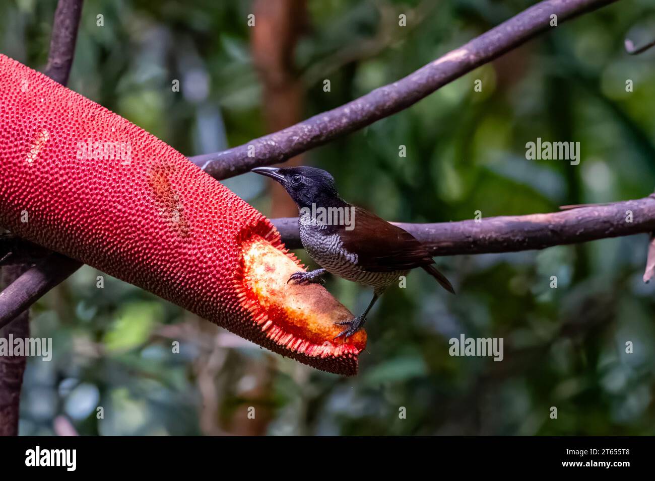 Vogelkop Lophorina or Lophorina niedda is a species of bird in the