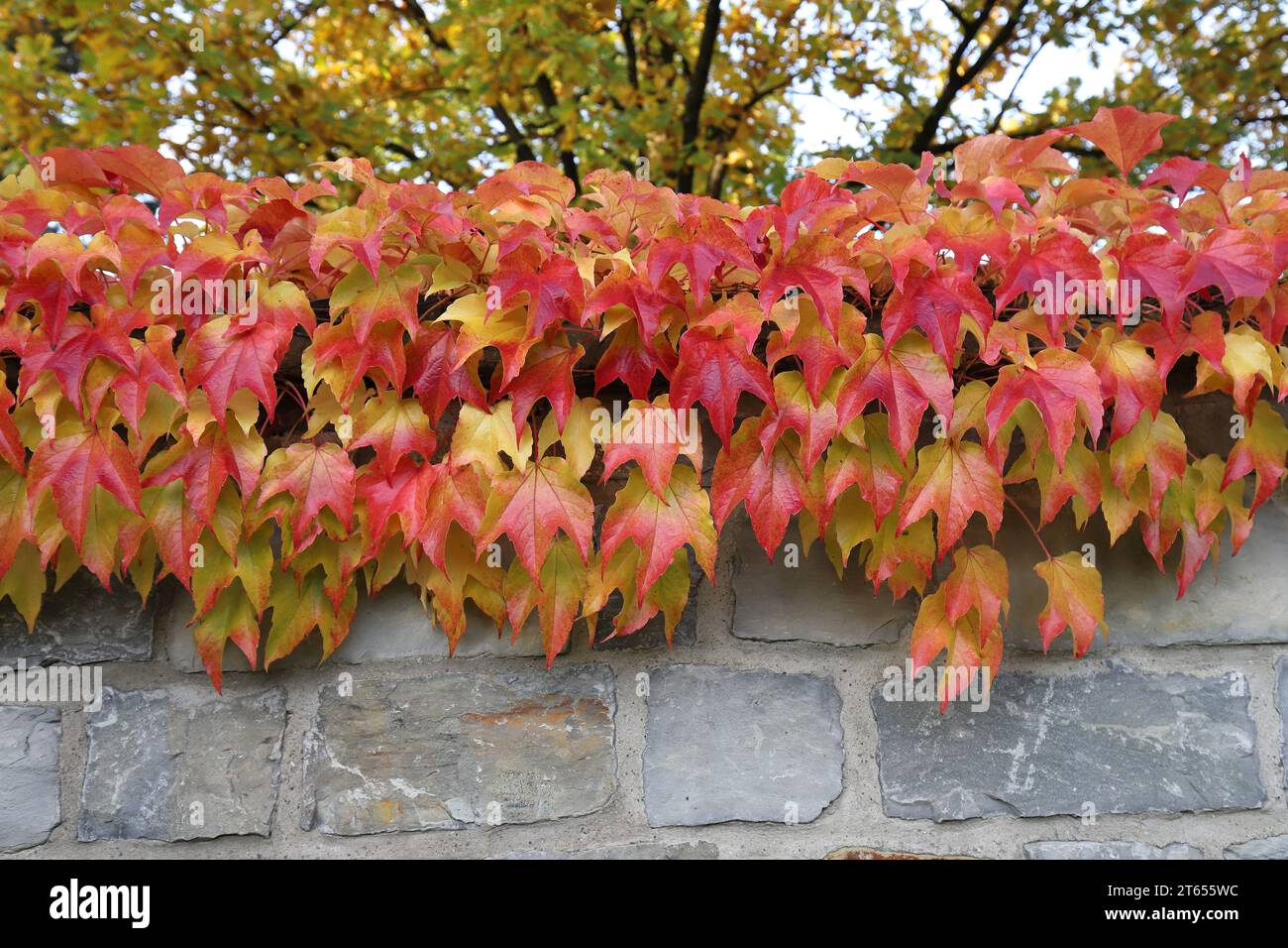 View of beautiful autumnal, yellow-red leaves of a parthenocissus tricuspidata, climbing over a grey quarry stone wall Stock Photo