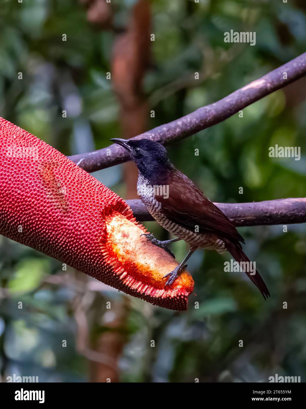Vogelkop Lophorina or Lophorina niedda is a species of bird in the