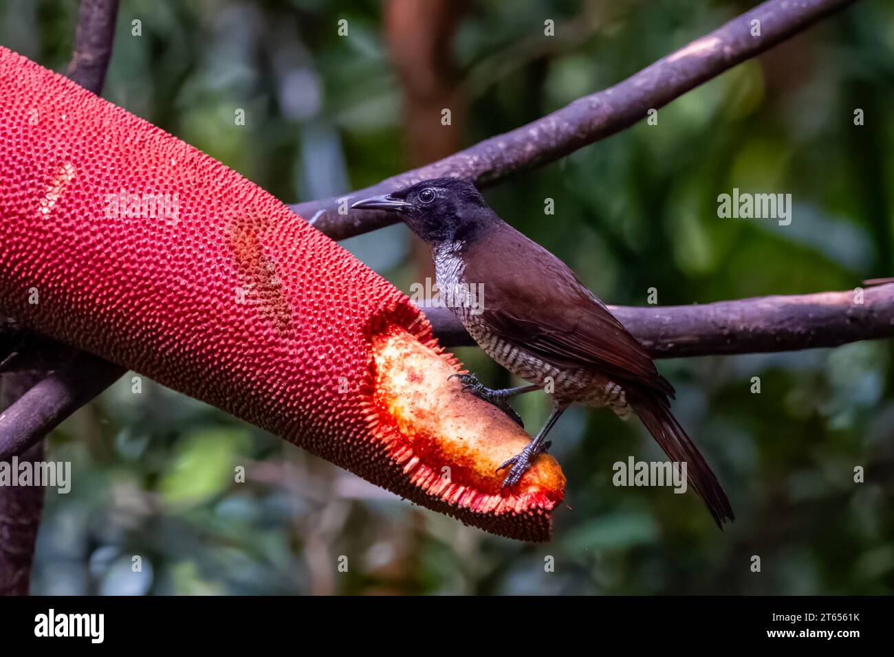 Vogelkop Lophorina or Lophorina niedda is a species of bird in the