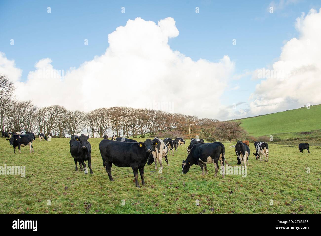 incalf heifers grazing in winter Stock Photo