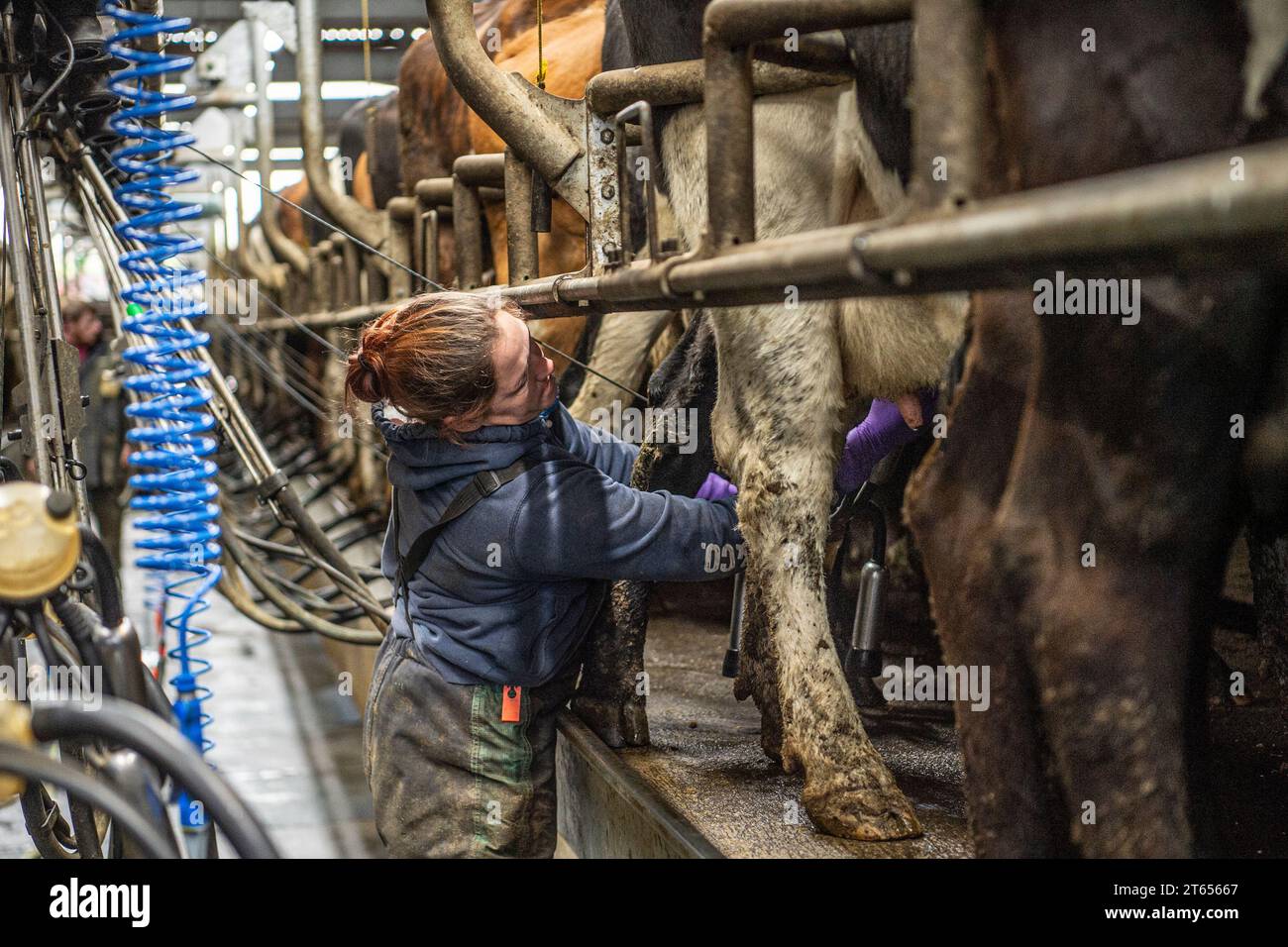 female herdsperson milking cows Stock Photo