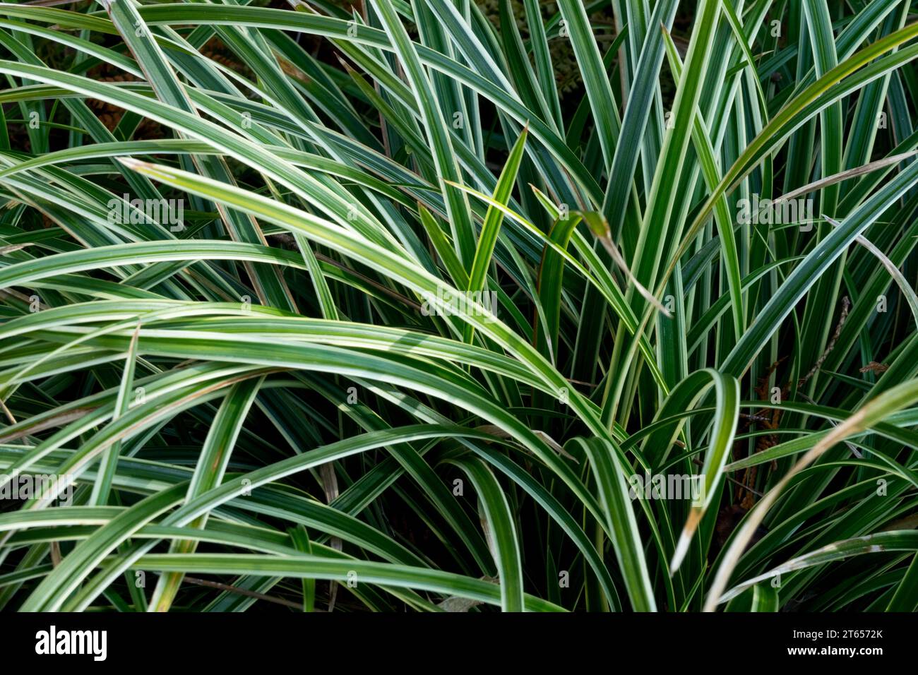 Japanese Grass Sedge, Carex 'Ice Dance', Hardy, grasses Stock Photo