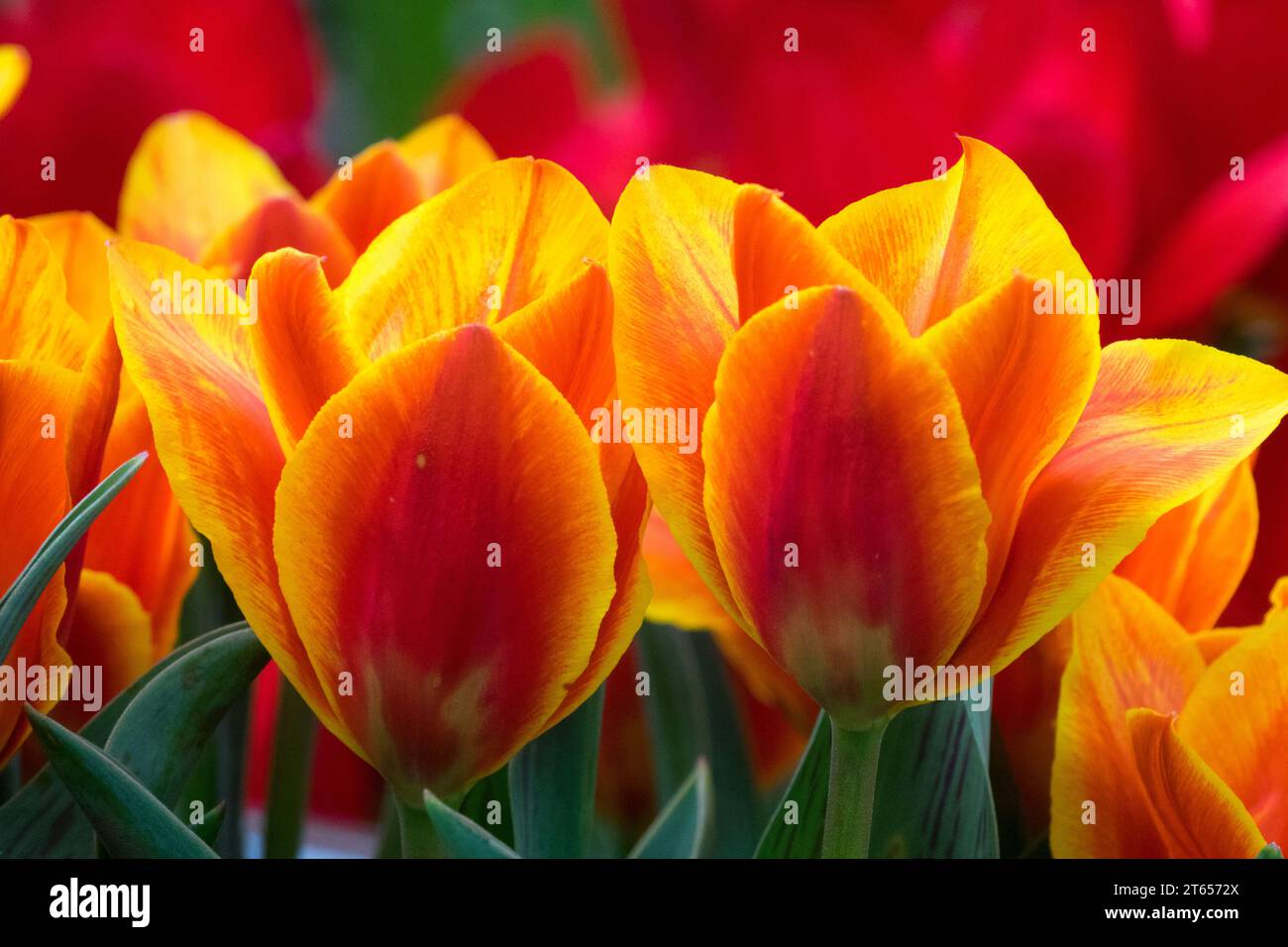 Tulipa kaufmanniana 'Shakespeare' Stock Photo