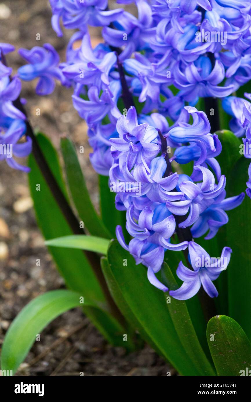 Blue, Hyacinth, Garden, Flower, Hyacinthus Blue Tango, flowering, Plant Stock Photo