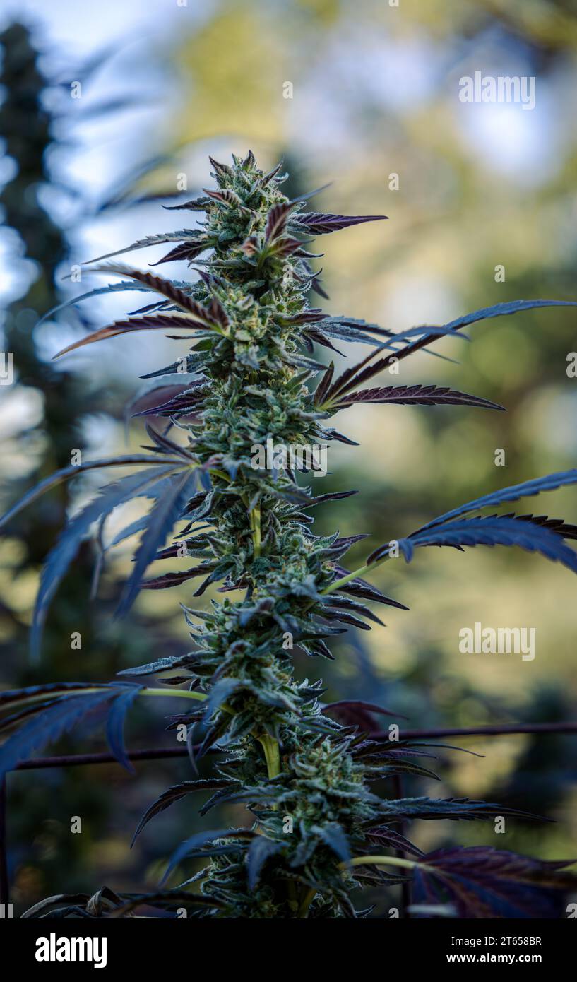 Blueberry Muffin Cannabis plant in flowerning close to harvest Stock Photo