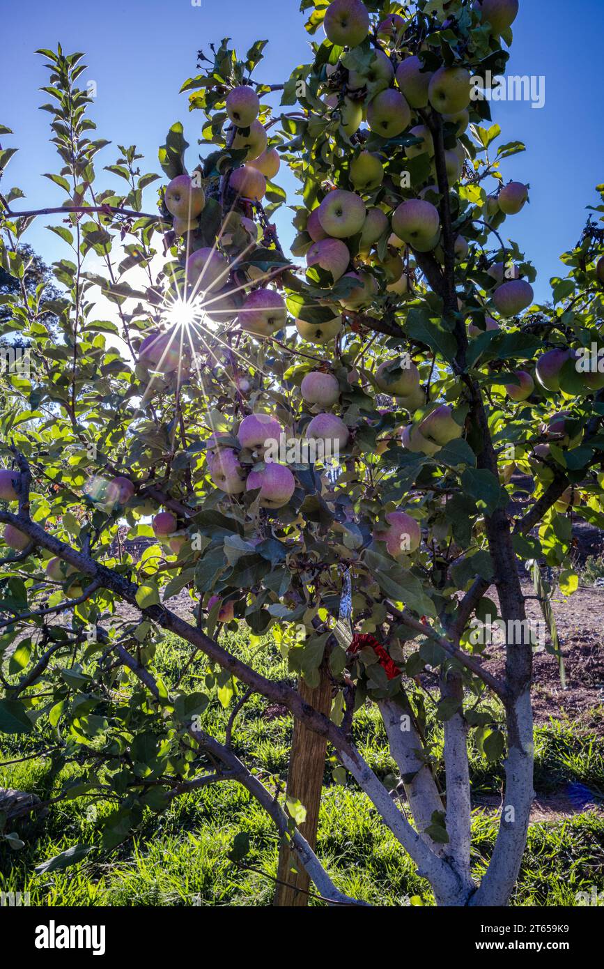 Pink lady apple tree Stock Photo