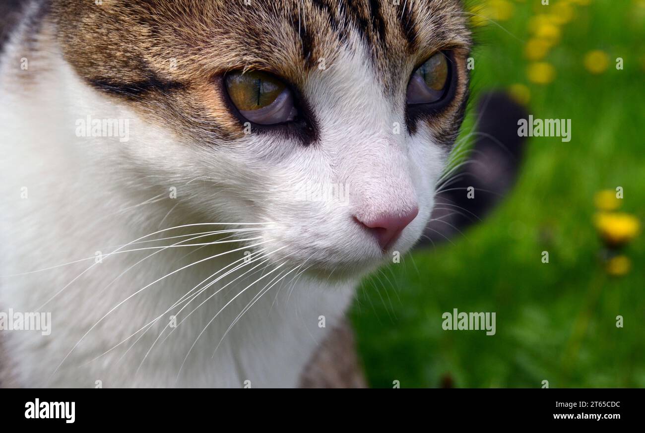 Portrait of a cat with third eyelid disease Stock Photo