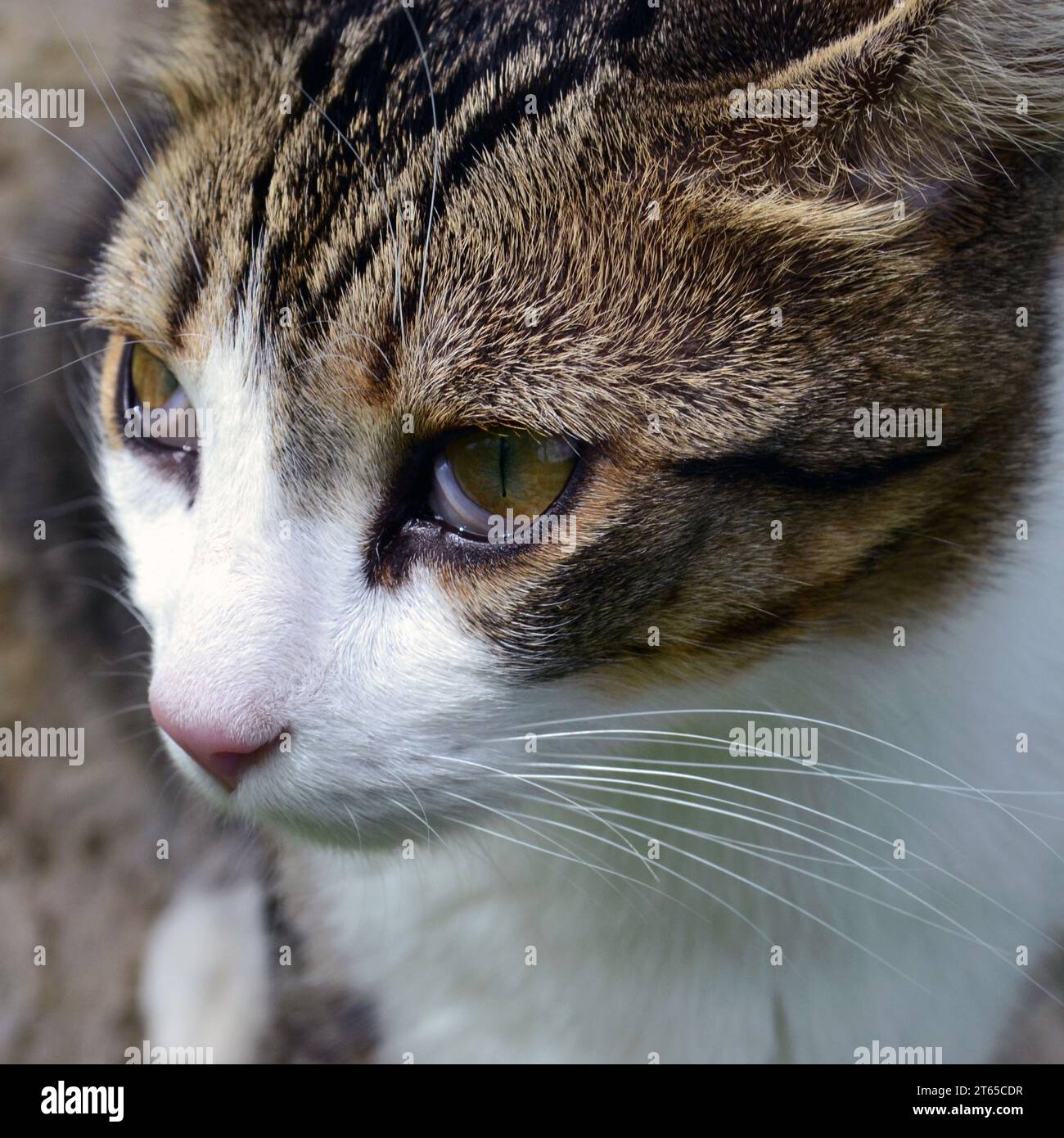 Sick cat with third eyelid disease Stock Photo