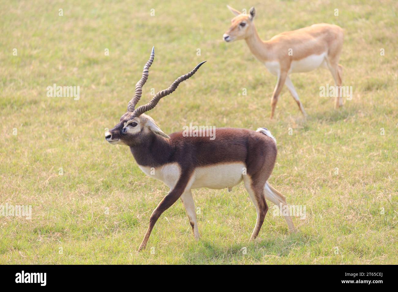 Hirschziegenantilope (Antilope cervicapra) in der Parkanlage des  Akbar-Mausoleums, Sikandra, Agra, Uttar Pradesh, Indien Stock Photo