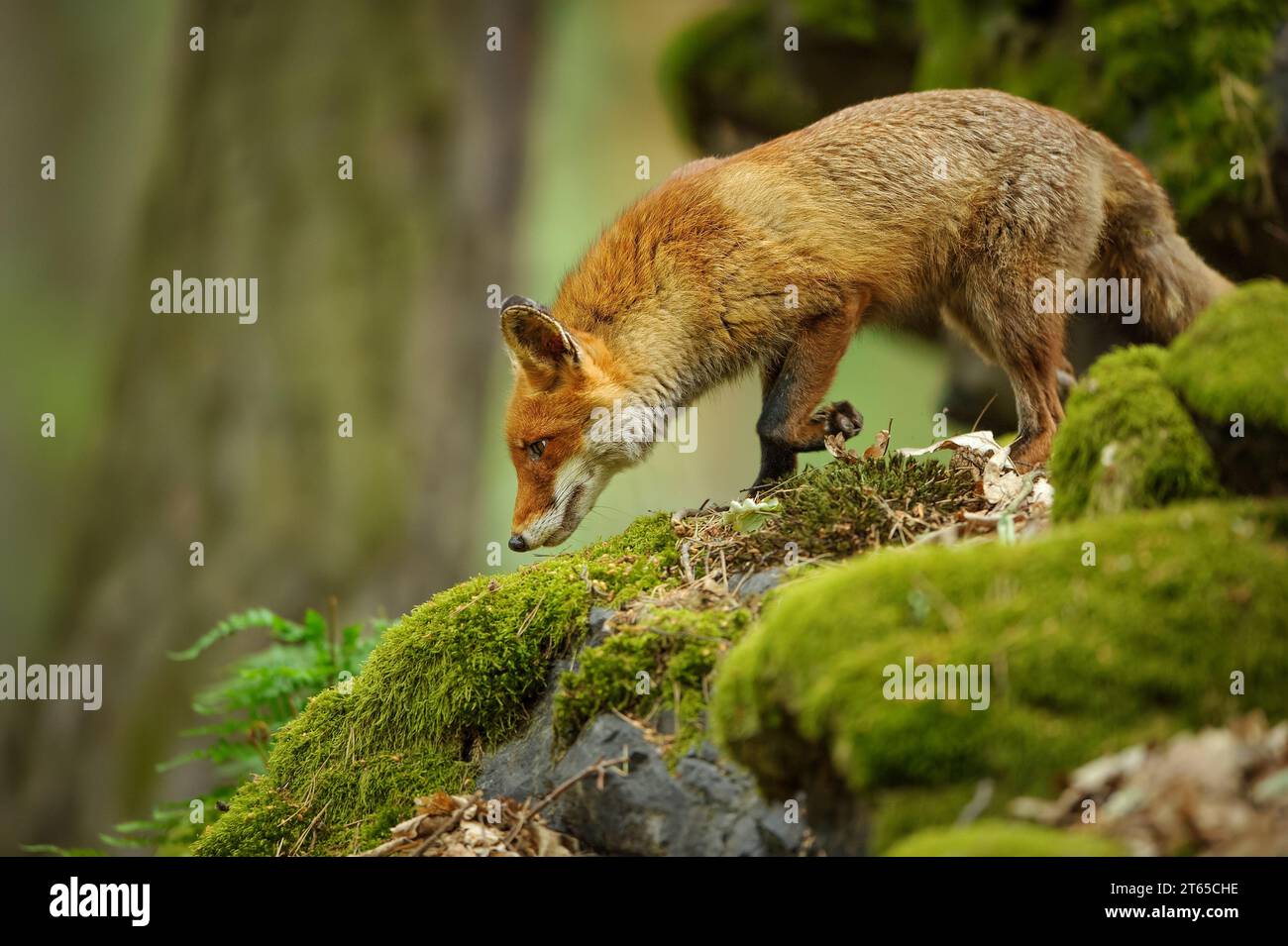 Sniffing red fox on hi-res stock photography and images - Alamy