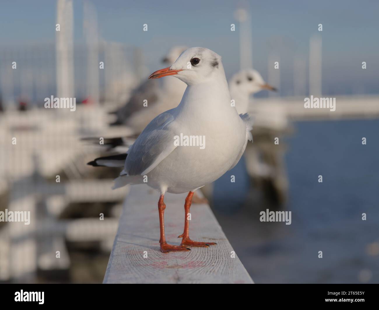 Slender-billed Gull sitting on the pier of the Baltic Sea Sopot Poland Stock Photo