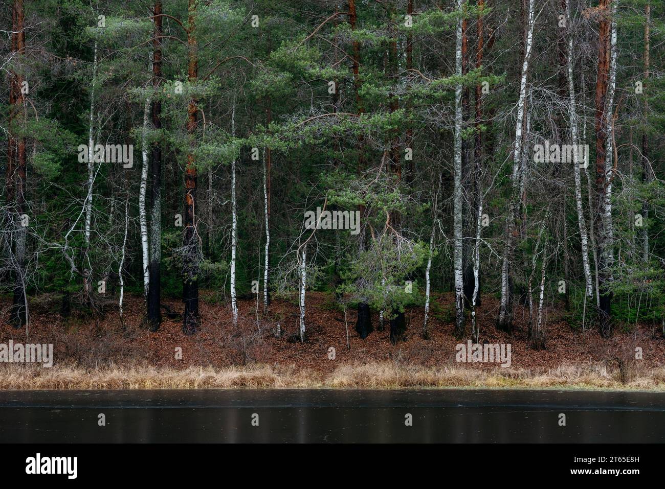 Late autumn on the forest lake. A dull picturesque landscape. Tall birches on the shore by the water. Stock Photo