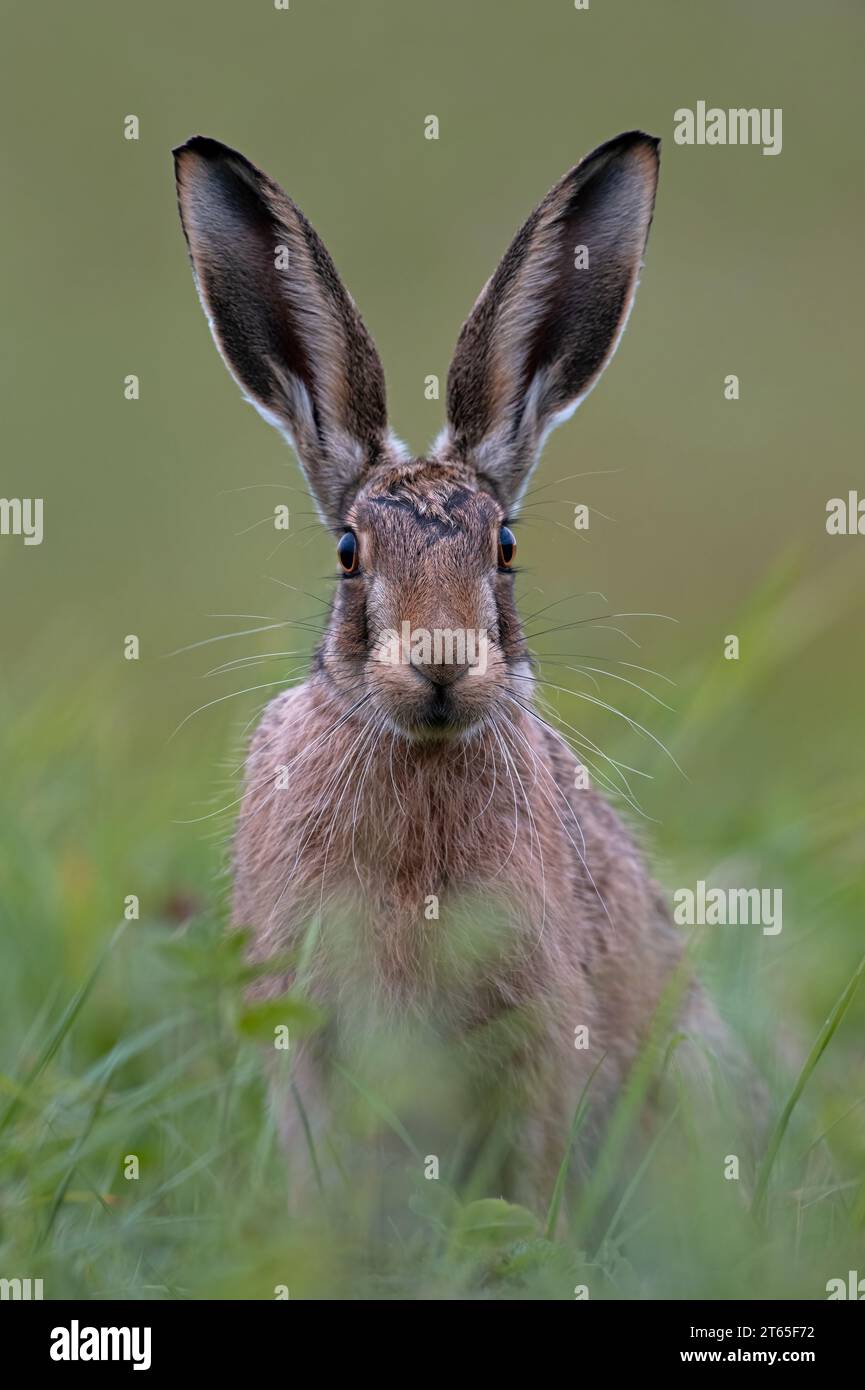 Brown Hare (Lepus europaeus) in summer meadow at dusk Stock Photo