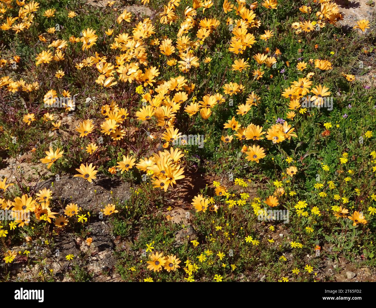 Flowers of southern Africa, here Lampranthus aureus 'Yellow' after a winter rain, in namaqualand, bright colors, and bright sunlight. Stock Photo