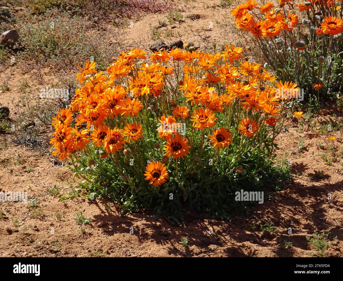 Flowers of southern Africa after a winter rain, in namaqualand, bright colors, and bright sunlight. Stock Photo