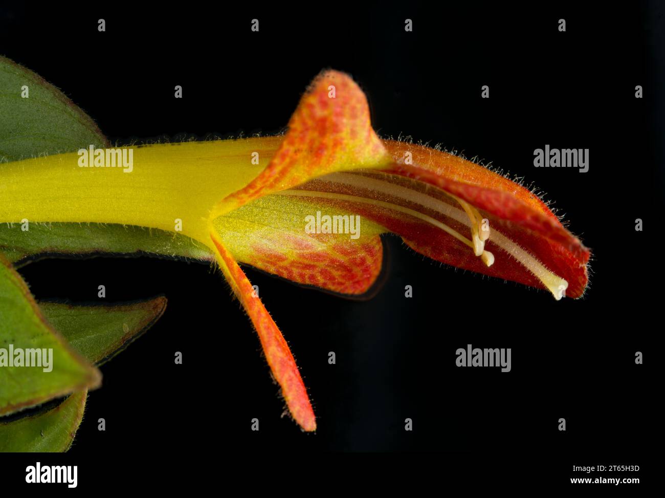 Closeup of a single flower from a goldfish plant (Columnea gloriosa) against a black background. Stock Photo