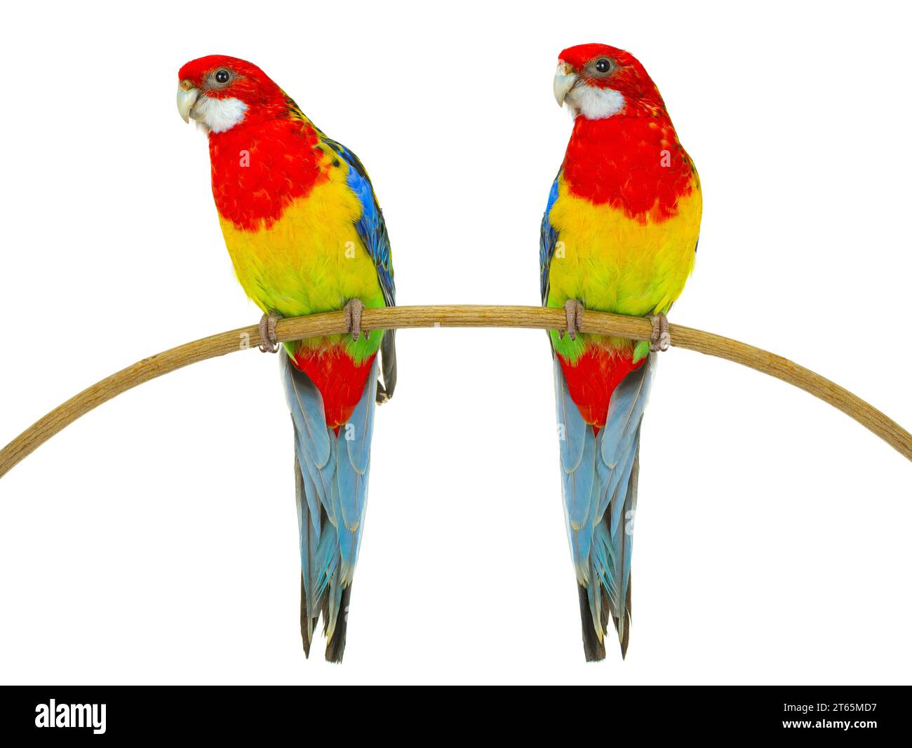 two rosella parrot isolated on white background Stock Photo