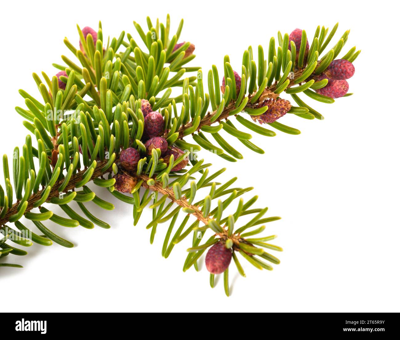 picea branch with pinecones isolated on white Stock Photo