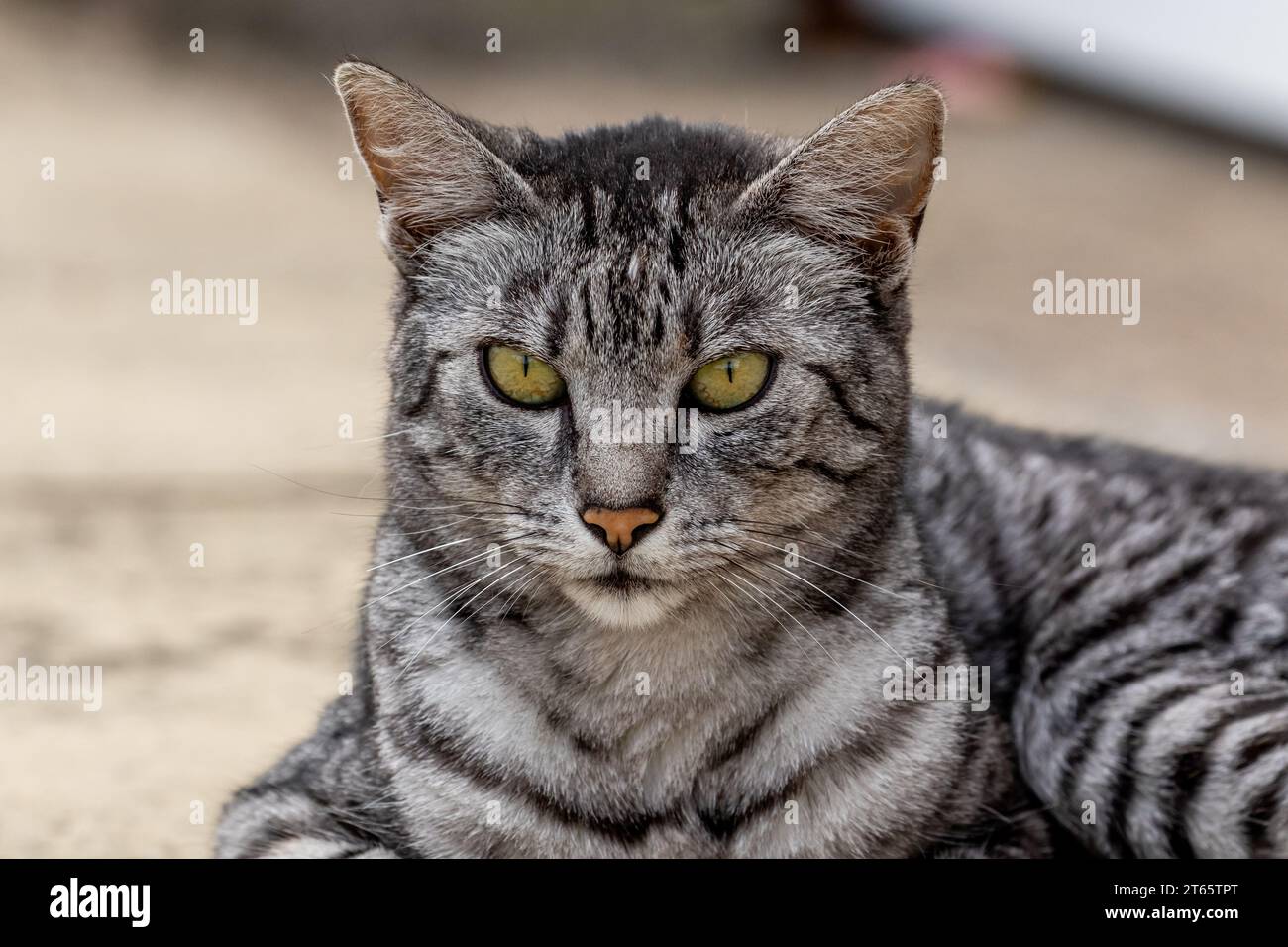 An Egyptian Mau Cat close-up. Stock Photo