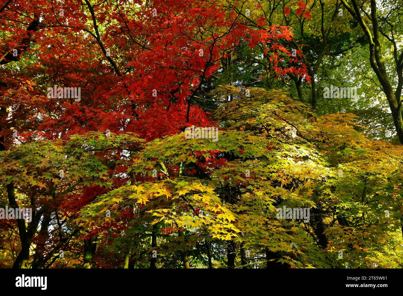 Autumn scene at Parc Cefn Onn,/ Cefn Onn Country Park, Lisvane, near Cardiff, Wales. Taken November 2023 Stock Photo