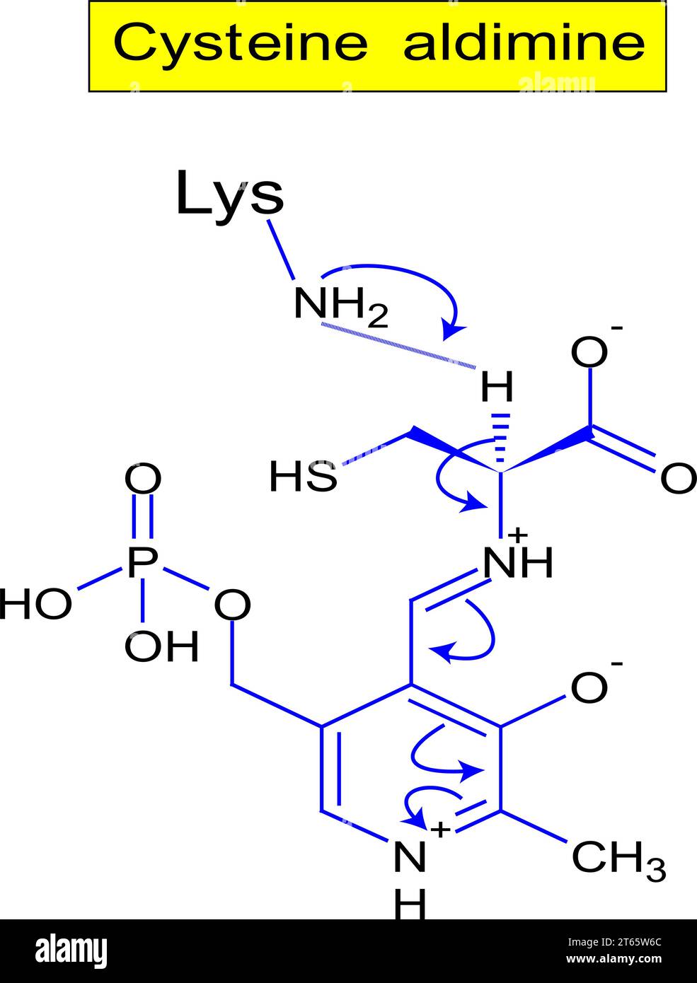 Cysteine vector vectors hi-res stock photography and images - Alamy