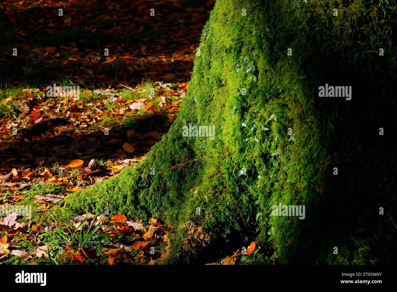 Thick bright green moss growing on tree - Autumn scene at Parc Cefn Onn,/ Cefn Onn Country Park, Lisvane, near Cardiff. Taken November 2023 Stock Photo