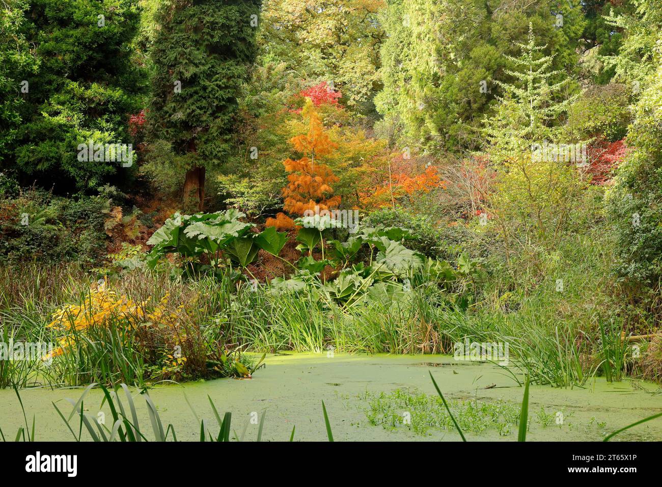 Autumn scene at Parc Cefn Onn,/ Cefn Onn Country Park, Lisvane, near Cardiff, Wales. Taken November 2023 Stock Photo