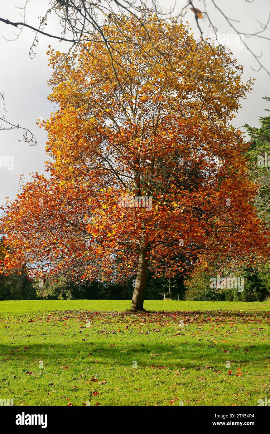 Autumn scene at Parc Cefn Onn,/ Cefn Onn Country Park, Lisvane, near Cardiff, Wales. Taken November 2023 Stock Photo