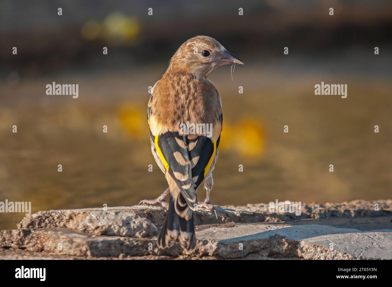 European Goldfinch drinking from a stream. Latin name Carduelis