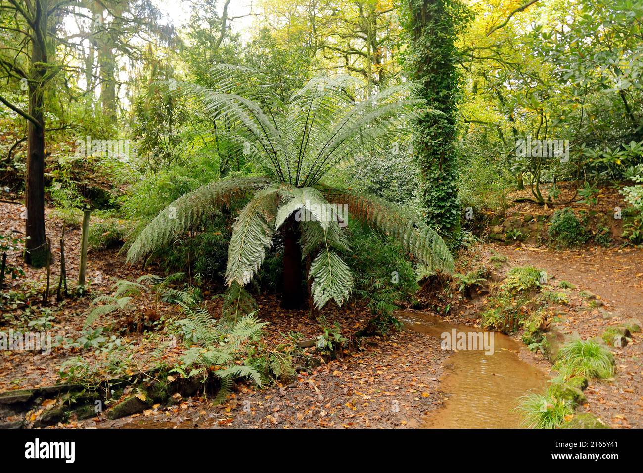 Giant fern  - Autumn scene at Parc Cefn Onn,/ Cefn Onn Country Park, Lisvane, near Cardiff. Taken November 2023 Stock Photo