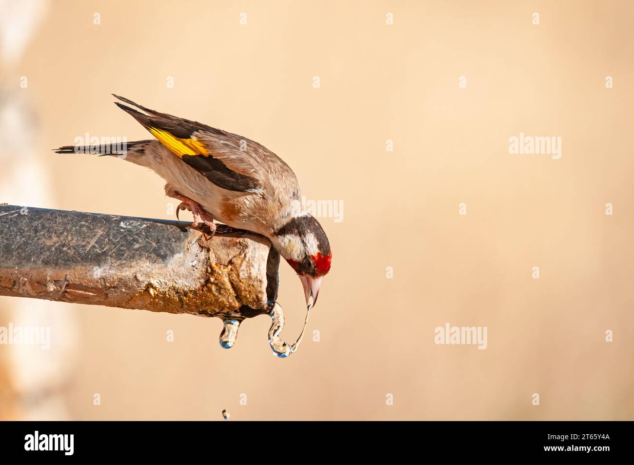 European Goldfinch drinking from the fountain. Latin name Carduelis