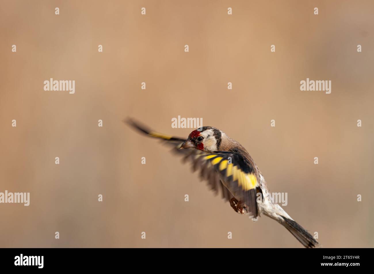 European Goldfinch with wings spread. Latin name Carduelis carduelis