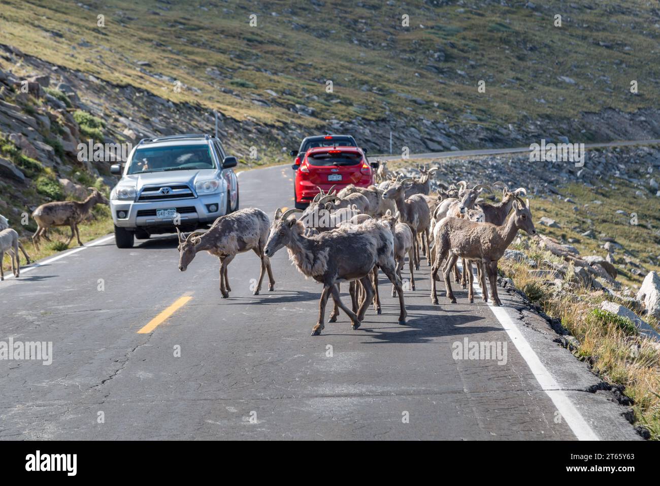 Bighorn sheep (Ovis Canadensis) standing on the Mount Evans Scenic Byway and blocking traffic in the Rocky Mountains of Colorado Stock Photo