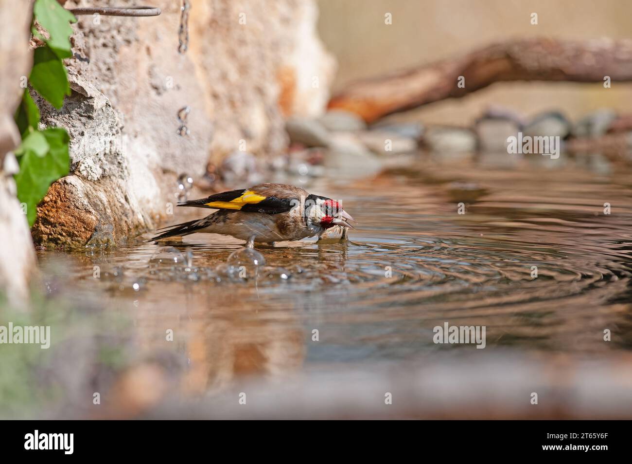 European Goldfinch drinking from a stream. Latin name Carduelis