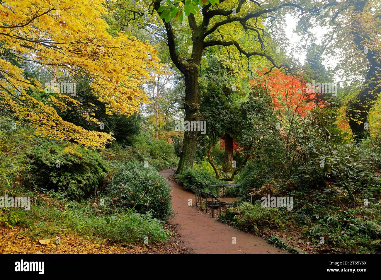 Autumn scene at Parc Cefn Onn,/ Cefn Onn Country Park, Lisvane, near Cardiff. Taken November 2023 Stock Photo