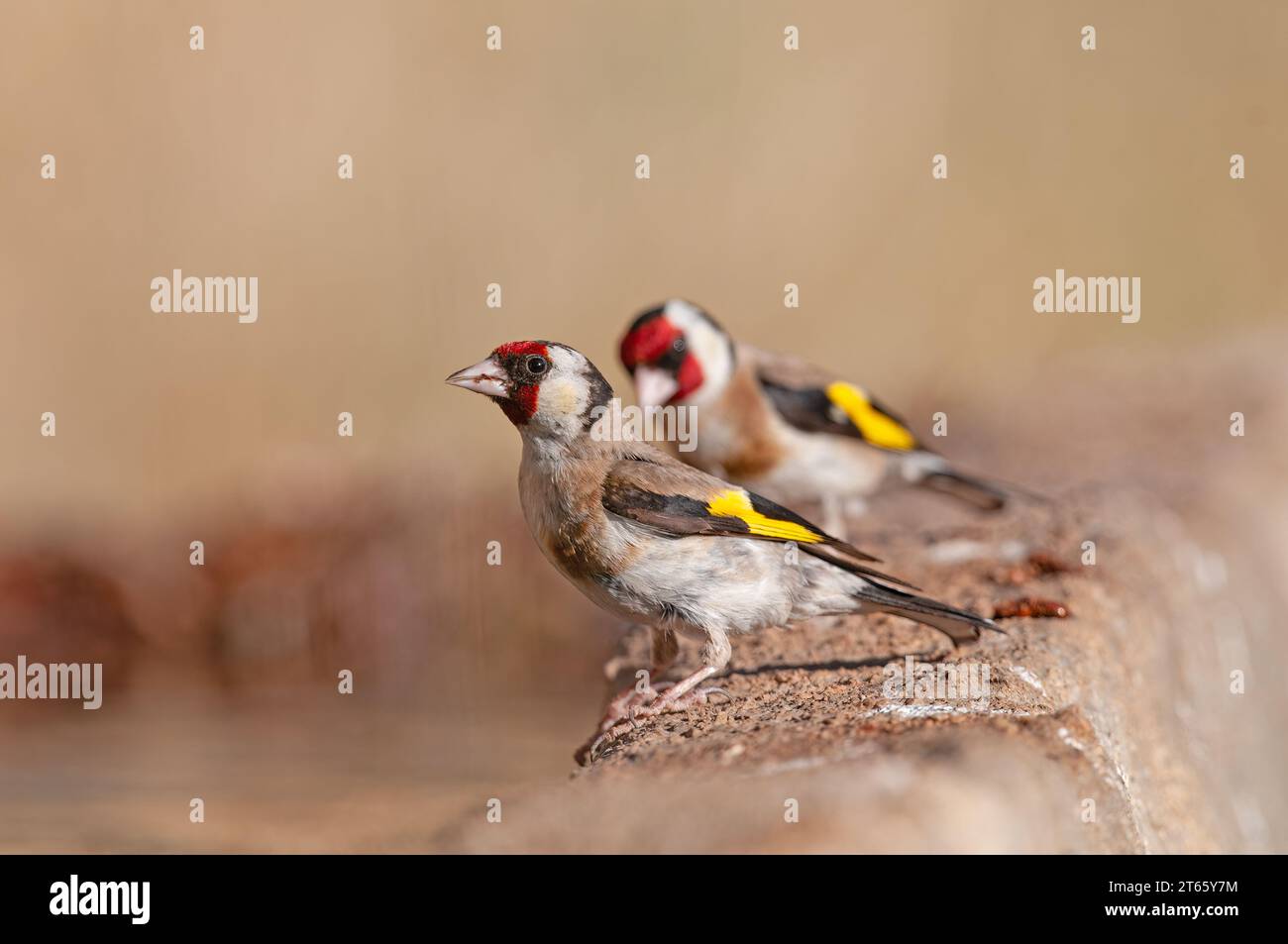 The European goldfinch, on a concrete floor. Latin name Carduelis