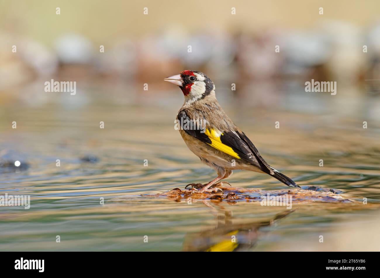 European Goldfinch drinking from a stream. Latin name Carduelis