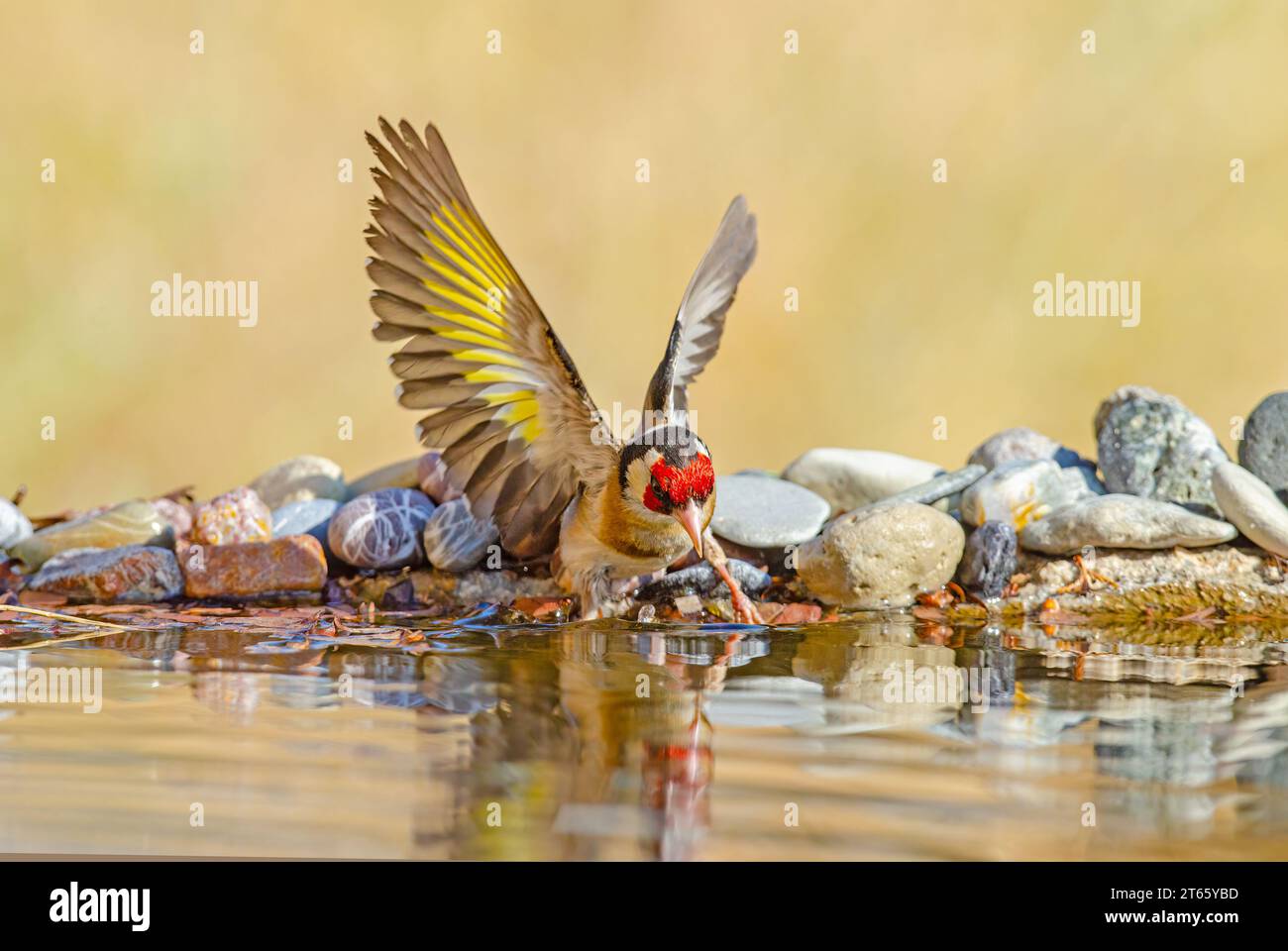 European Goldfinch drinking from a stream. Latin name Carduelis