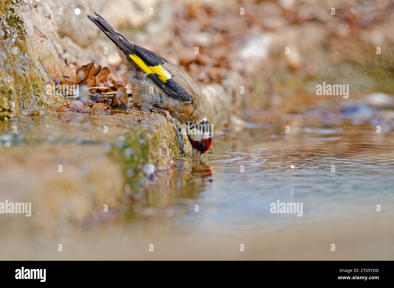 European Goldfinch drinking from a stream. Latin name Carduelis