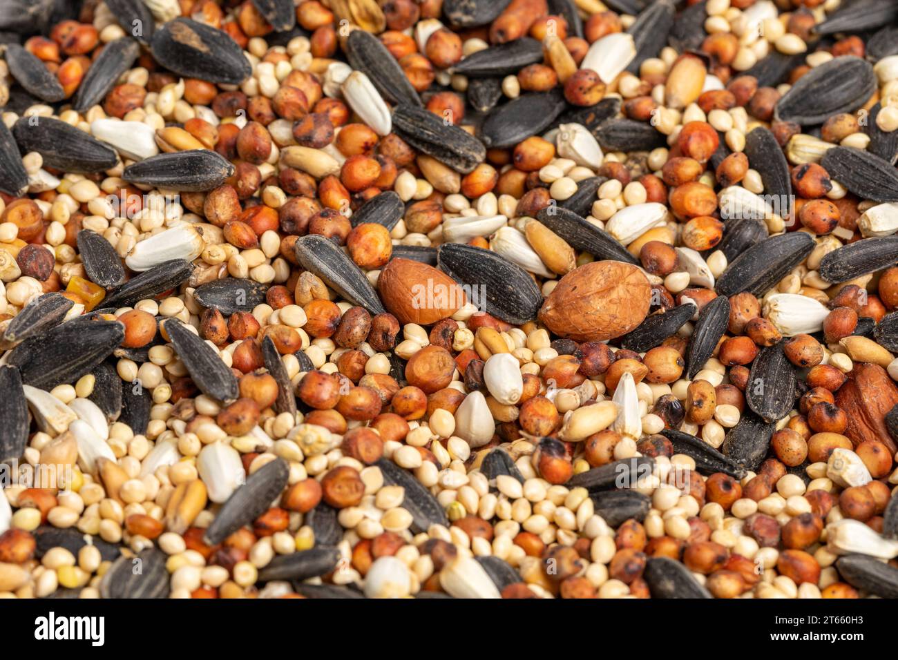Closeup of birdseed mixture of cracked corn, sunflower seeds, milo and millet. Concept of backyard birdfeeder, bird food and wildlife Stock Photo