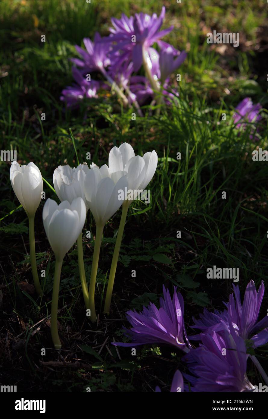 Early autumn surprise - Colchicum 'Alba' and Colchicum 'Water-lily' Stock Photo