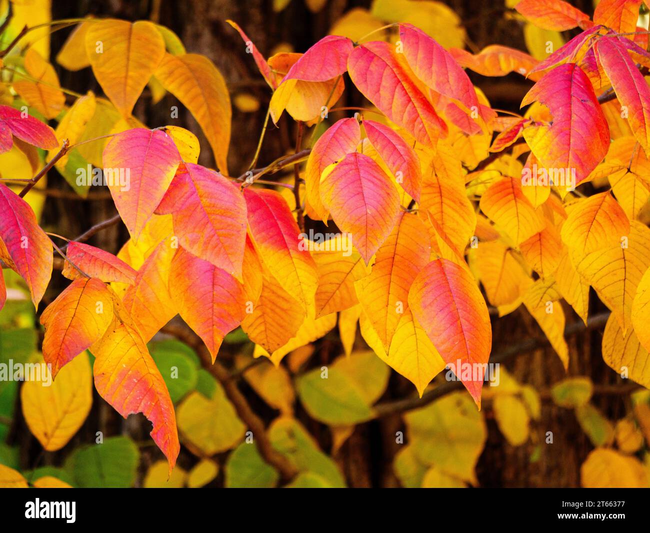 Poison ivy (Toxicodendron radicans) fall foliage color. Can cause contact dermatitis if touched by bare skin. Stock Photo