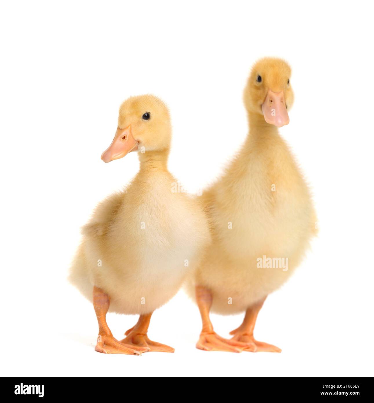 Cute ducklings on a white background. Two little ducklings in funny poses on white isolated. Stock Photo