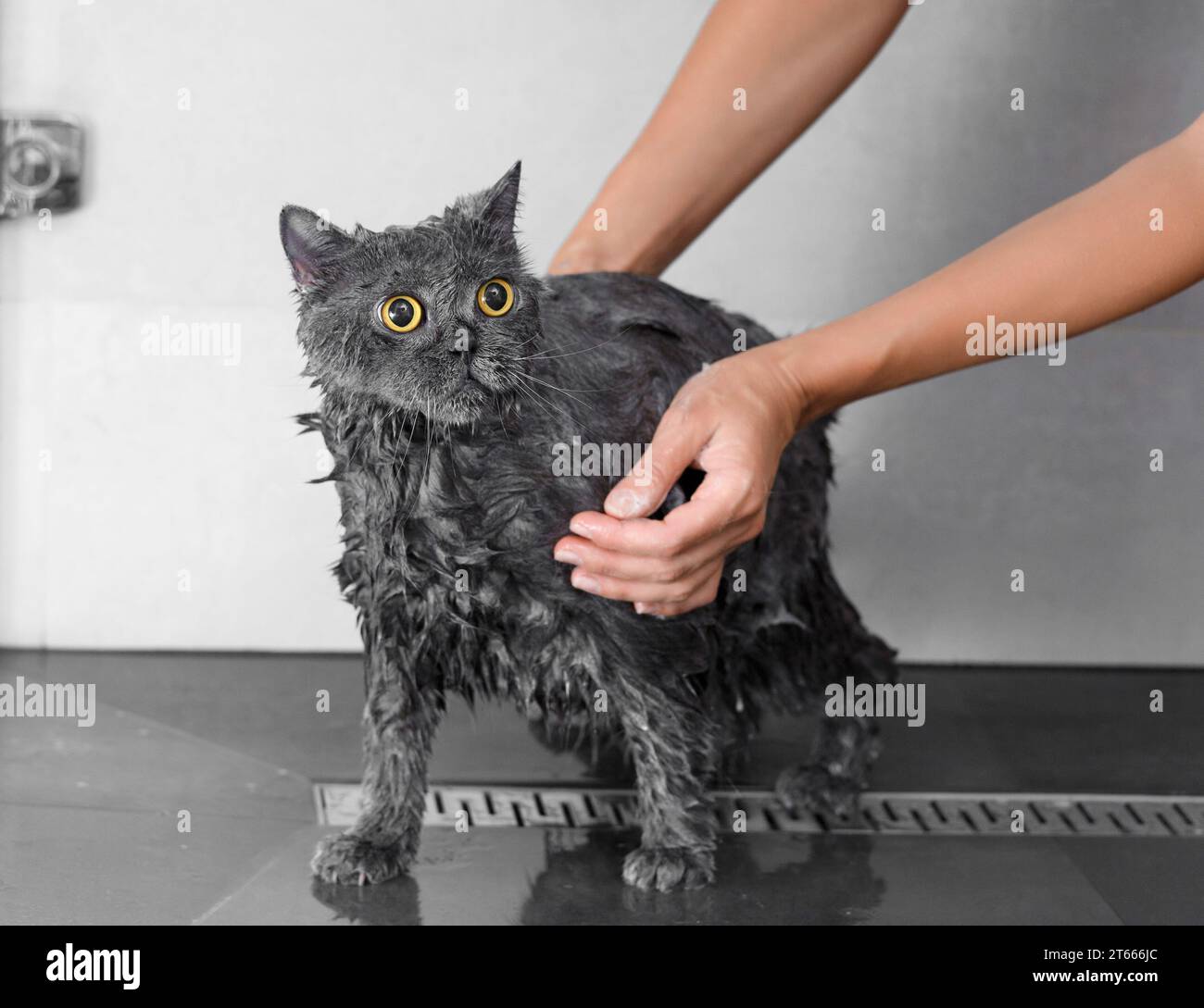 Funny wet British cat in the shower, cat bathing, pet hygiene, care