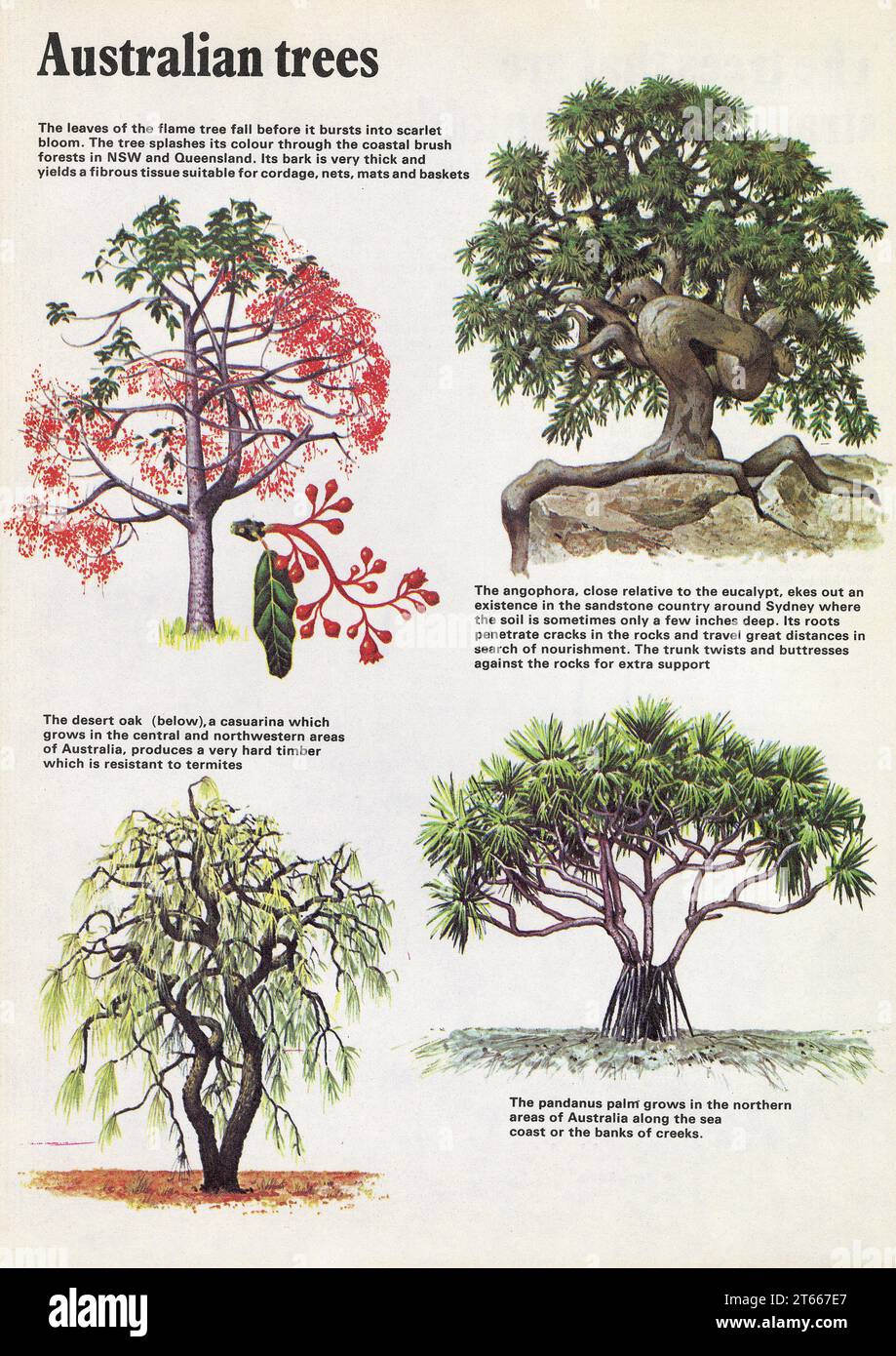 EARLY ILLUSTRATION (BY UNKNOWN ARTIST) OF FOUR WELL KNOWN AUSTRALIAN TREES. Stock Photo