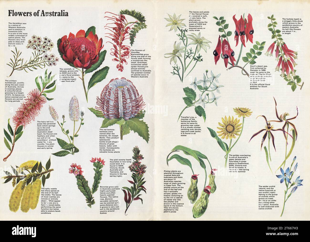 EARLY ILLUSTRATION BY UNKNOWN ARTIST OF AUSTRALIAN WILDFLOWERS. MANY ARE FLORAL ELBLEMS OF AUSTRALIAN STATES. Stock Photo